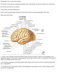 Topography of the cerebral hemispheres The surface of the brain