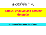 female perineum and external genitalia