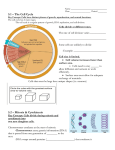 The Cell Cycle