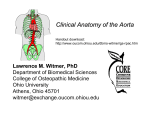 Clinical Anatomy of the Aorta