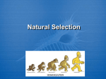 Natural Selection Natural Selection: Organisms that are best
