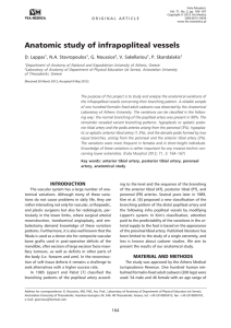 Anatomic study of infrapopliteal vessels