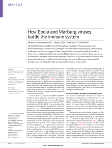 How Ebola and Marburg Viruses Battle the Immune System [open