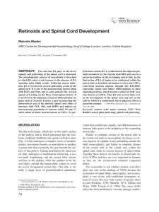 Retinoids and spinal cord development