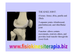 THE KNEE JOINT: 4 bones: femur, tibia, patella and fibula 3