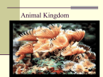 Animalia Overview