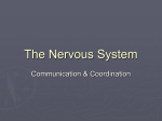 The Nervous System - Malibu High School