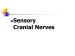 Sensory Cranial Nerves