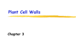 Primary Cell Walls