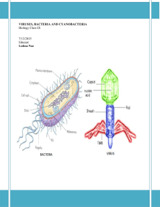 viruses, bacteria and cyanobacteria