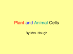 Plant and Animal Cells