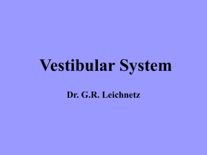 Vestibular Pathways