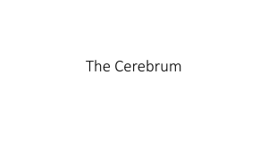 The Cerebrum - MrOwdijWiki