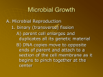 Microbial Growth PowerPoint