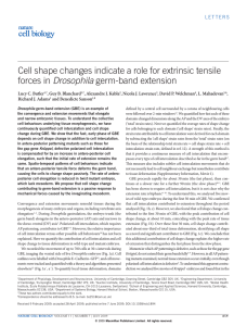 Cell shape changes indicate a role for extrinsic tensile forces in