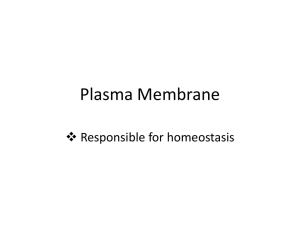 Plasma Membrane