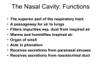 Nasal Part
