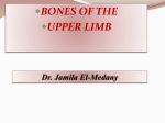 L1-Bones of upper limb