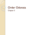 Order Odonata - Rio Hondo