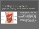 Digestive System - Mr. Coach Risinger 7Y Science