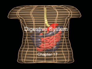 Digestive System - Peoria Public Schools