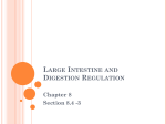 Large Intestine and Digestion Regulation