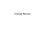 Cranial Nerves