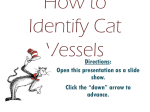 How to Identify Cat Vessels