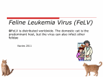 Feline Leukemia Virus - Dr. Brahmbhatt`s Class Handouts