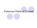Powerpoint - Colorado FFA