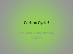 Carbon Cycle!