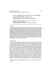 cell-substrate contacts in cultured chick embryonic cells