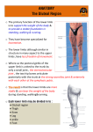 o The primary function of the lower limb is to support the weight of