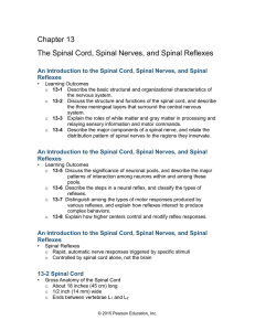13-7 Spinal Reflexes