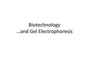 Biotechnology and Gel Electrophoresis