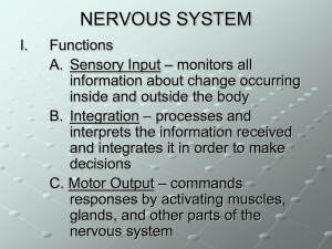 NERVOUS SYSTEM