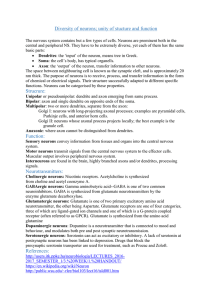 3-8_NeuronDiversity_SalmaA