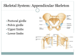 Skeletal System: Appendicular Skeleton