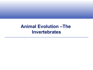 Animal Evolution –The Invertebrates