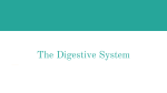 The Digestive System - Field Local Schools