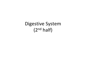 Digestion 2nd half File