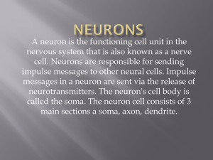 Neurons