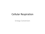 Cellular Respiration