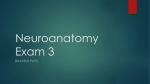 Neuroanatomy Exam 3