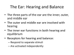 The Ear: Hearing and Balance