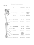 Joint Articulating Bones Structural Type Sacroiliac Sacrum / Coxal