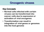 Human Herpes Virus 8