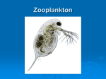 Zooplankton Generalities