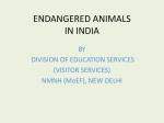 Endangered Animals in India, Presentation