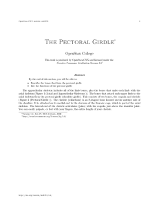 The Pectoral Girdle